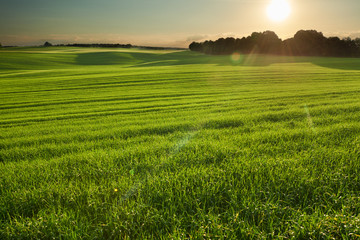 Łany zboża o zachodzie słońca. Wielkie pole zielonej pszenicy. Zdjęcie wykonane w Polsce na Lubelszczyźnie.  © barytek