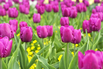 Purple tulips in spring time