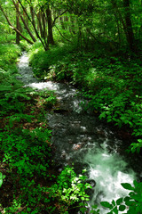 夏の緑溢れる森の中の小川