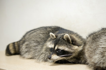 Funny raccoon looks at the frame