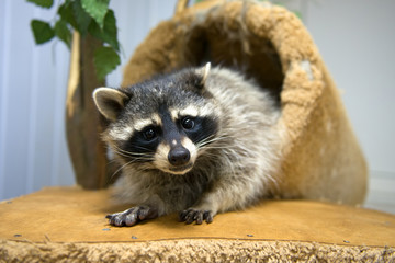 Funny raccoon looks at the frame