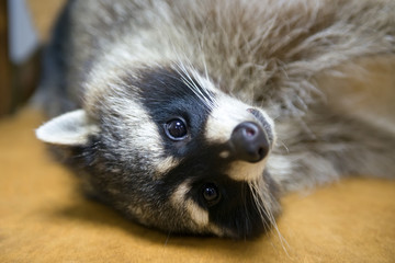 Funny raccoon looks at the frame