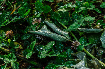 Water drops on a green grass