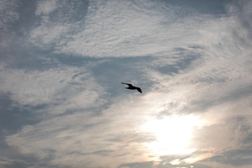 Fototapeta na wymiar Seagulls flying on beautiful blue sky and clouds.