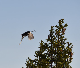 Birkhahn