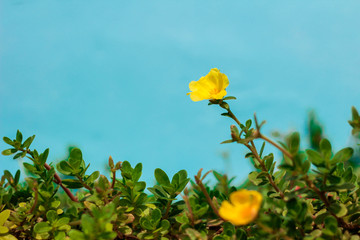 Yellow color of Common Purslane, Verdolaga, Pigweed, Little Hogweed or Pusley on blue background in morning
