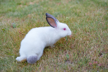 Obraz premium Cute white little rabbit with gray hears, walks on green grass