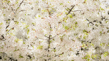 cherry tree with white blossoms, beautiful background
