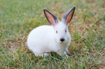Funny small white rabbit eating grass in the garden
