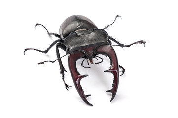 Close-up view of bug (Lucanus cervus) isolated on white background