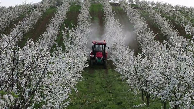 tractor sprays insecticide in cherry orchard spring season