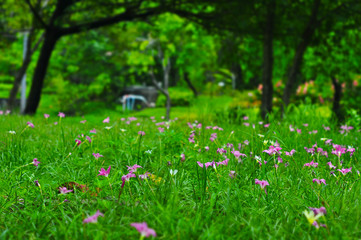 Field of pink-purple Zephyranthes Lily or Rain Lily flowers in garden, Siam tulip flowers, Selective focus