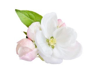 Fototapeta na wymiar Apple tree blossom isolated on white