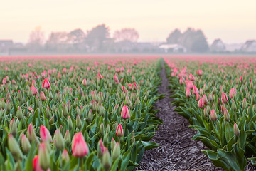 Beautiful blooming field of pink tulips at sunset in spring, Holland, Netherlands