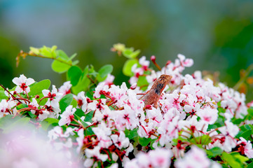 red lizard and flower