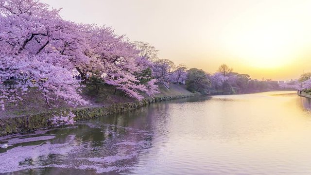 Time lapse of cherry blossom flowers reflected on river in sunset
