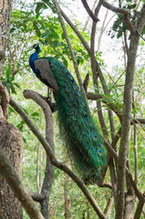 Fototapeta premium Peafowl india or Pavo cristatus on the tree.