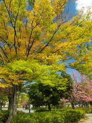 Naklejka premium 春の公園緒木々