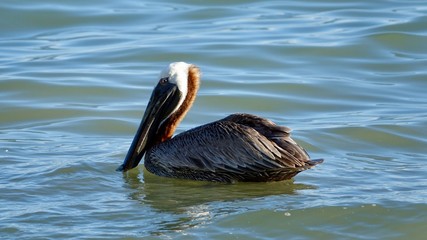 Pelikan am Meer