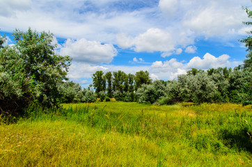 Trees on green meadow