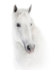 Obraz na płótnie Canvas Snowy white horse on white