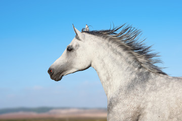 Obraz na płótnie Canvas Arabian stallion portrait in movement