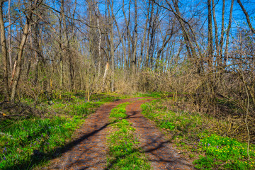 ground road through a fresh green spring forest