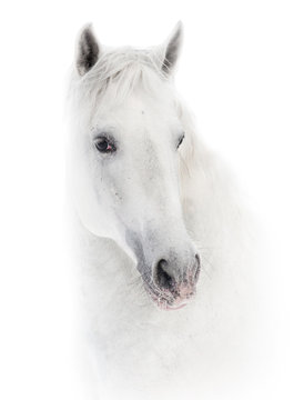 Snowy white horse on white