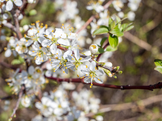 Apfelblüte im Frühling