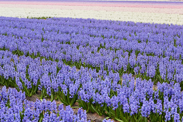 Blossoming colourful field of geocynts in the spring, Holland, Netherlands