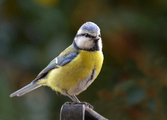 tomtit portrait