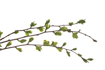 plant isolated on white background