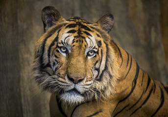 Colorful patterns and faces of Asian tigers.