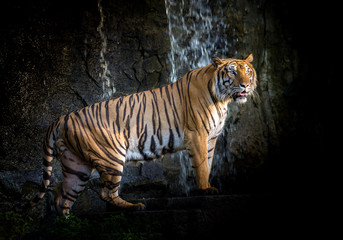 Fototapeta na wymiar Asian tiger male standing rest in the natural environment of the zoo.