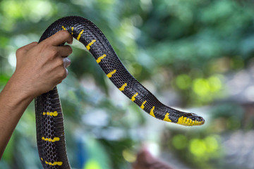 Colorful patterns and body of the Gold-ringed cat snake. (Mangrove snake) ( Boiga dendrophila)