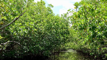 Fototapeta na wymiar Mangroven, Mangrovendschungel