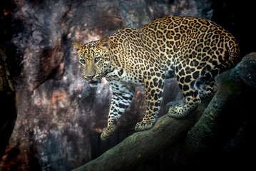 The male leopard on a timber in an atmosphere of harmony with nature Zoo.