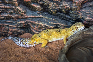 Colorful patterns and patterns of leopard gecko in the natural atmosphere.