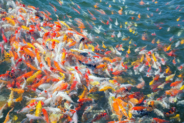 Fototapeta na wymiar Colorful patterns of crayfish swimming in the pond.