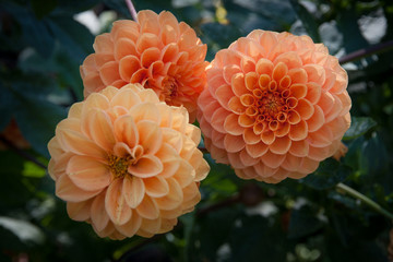 Dahlia 'Marne' or group of orange colored dahlias