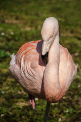 Fenicotteri