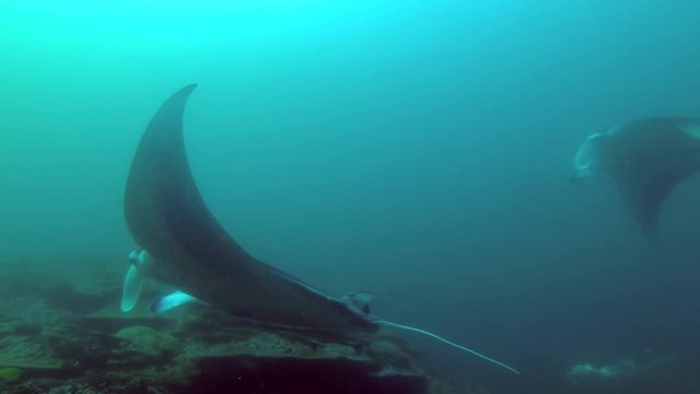 Three Reef Manta Ray - Mobula alfredi swim over coral reef
