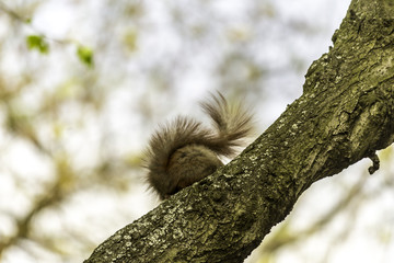The rufous tail of a squirrel is behind a branch of a beech tree. Photo for the site about nature, animals, parks and forests.