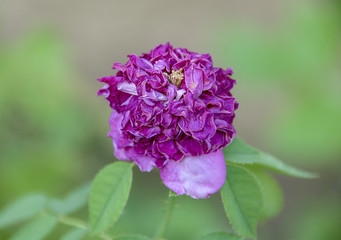 Fototapeta premium Selective colour and focus on withering purple flower blossom, blurred background
