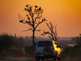 Vultures on a tree at sunrise in the Chobe Natural Park in Botswana, Africa