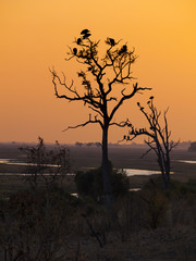 Vultures on a tree at sunrise in the Chobe Natural Park in Botswana, Africa