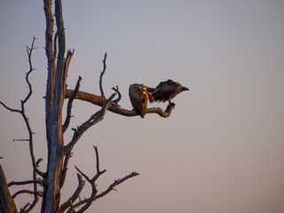 Vultures on a tree at sunrise in the Chobe Natural Park in Botswana, Africa