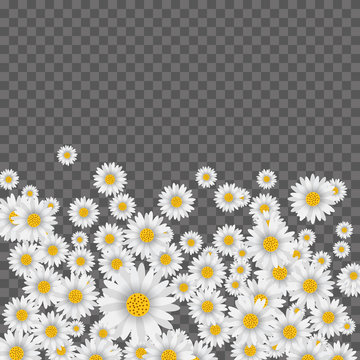 Spring background with falling chamomile on transparent background. Vector.