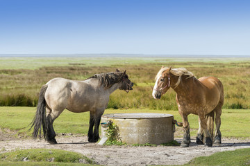 Ostfriesland, Juist, Pferdeweide auf Wattseite der Insel.