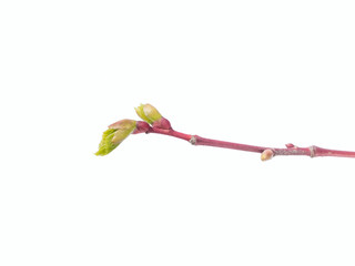 Linden tree bud on white